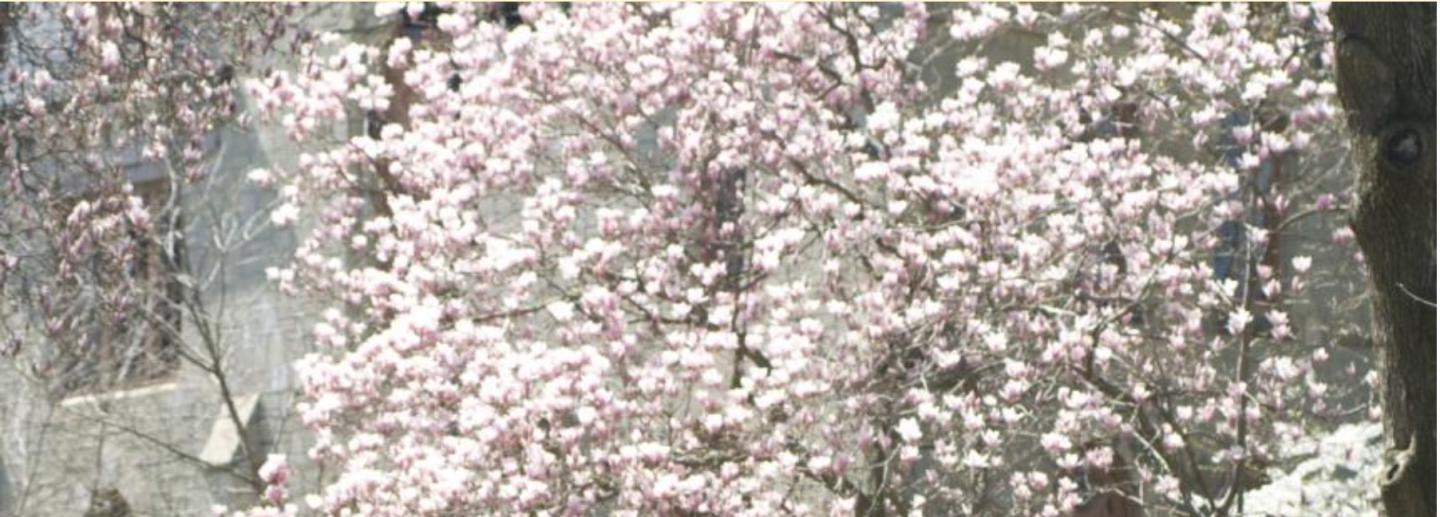 An image of a tree in blossom