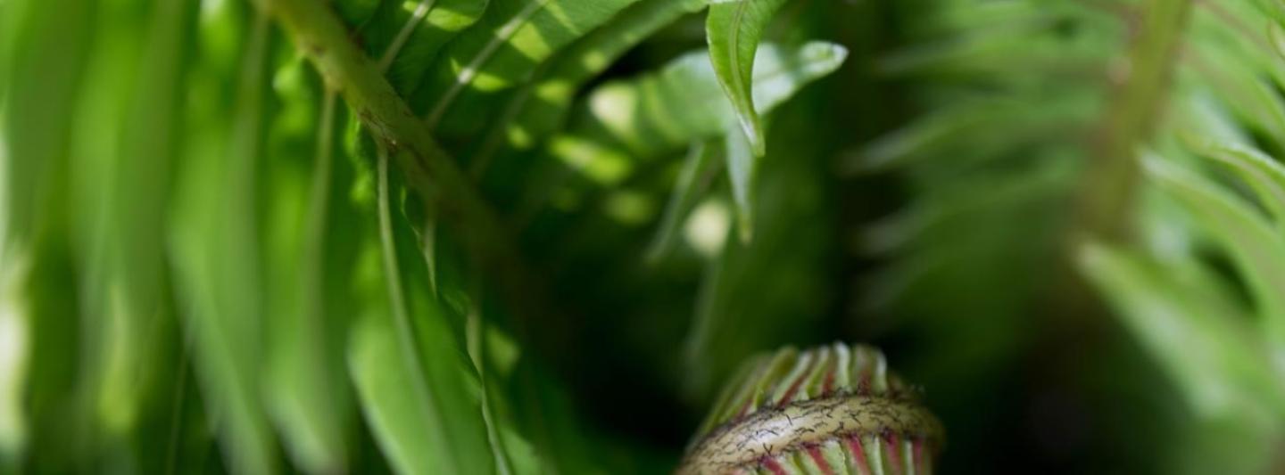 an image of a growing leaf to represent new content