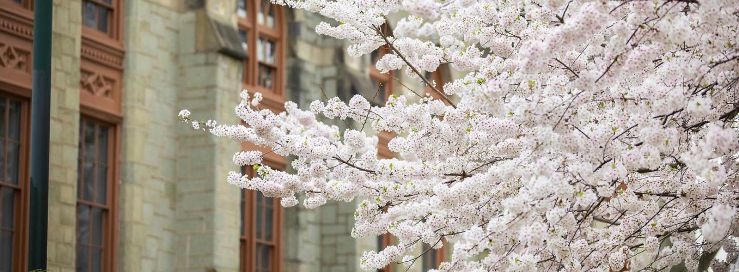 Tree branch in bloom in front of College Hall